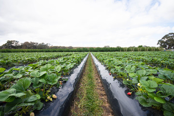 Fototapeta premium farming of strawberry that are ready for harvesting