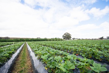 Fototapeta na wymiar farming of strawberry that are ready for harvesting