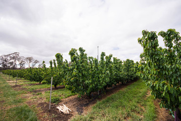 Naklejka premium a farm of cherry trees