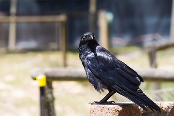 a crow watching over