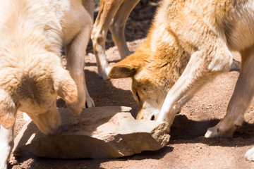 dingo dogs are native dogs in Australia