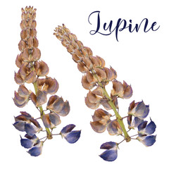 Dried and pressed lupine flowers isolated on white background. Herbarium of spring flowers