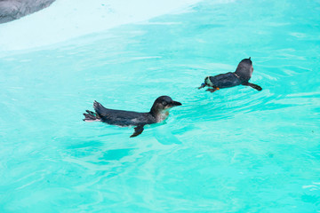 little penguin swimming in captivity