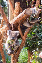 koala on a tree