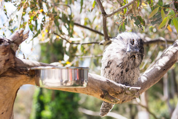 a sleeping tawny frogmouth is a nocturnal animal bird with a powerful frog like-beak in Australia