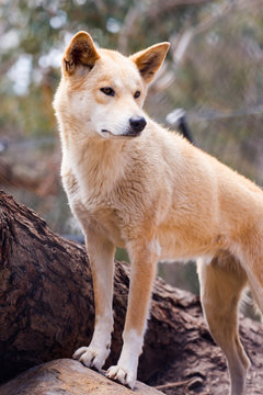 dingo dogs are native dogs in Australia