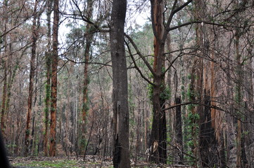 Obraz premium Recovering Forest (Black Saturday 2009/Taken May 2009)