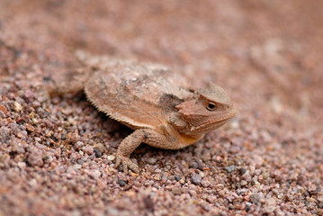 Phrynosoma