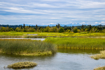 Beautiful landscape, green plants on the water, mountains on the background