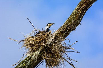 Cormorant Nest