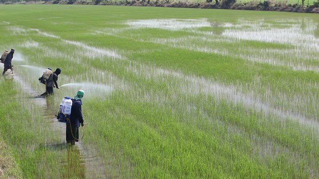 group of farmer spraying pesticide in paddy field.