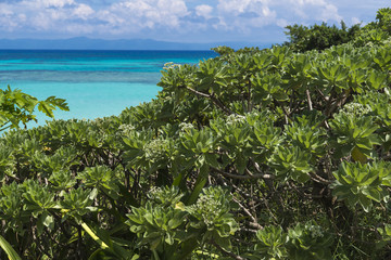 モンパノキとニシハマ（波照間島）