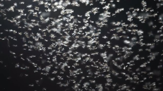 Termite Swarm Images – Browse 2,640 Stock Photos, Vectors, and Video |  Adobe Stock