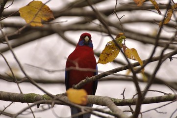 Lorikeet