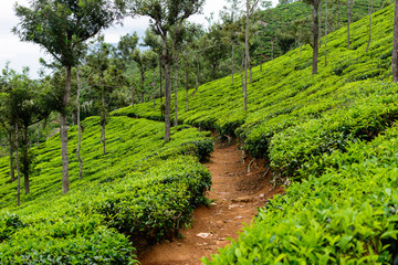 Fototapeta na wymiar Tea Estates