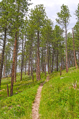 Mountain Trail in the Pines