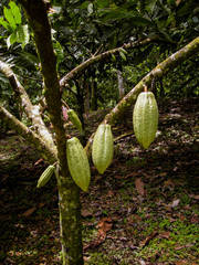 Cacao Fruit