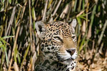 Stalking Jaguar