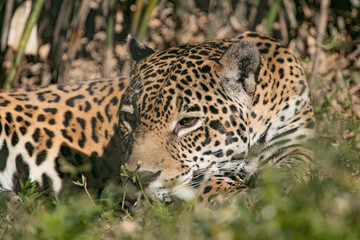 Fototapeta na wymiar Resting Jaguar