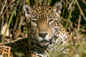 Fototapeta na wymiar Alert Jaguar