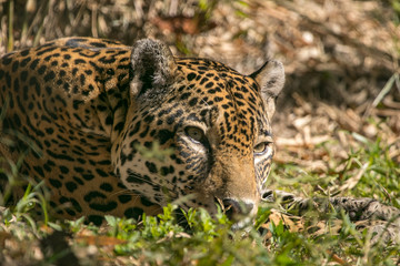 Fototapeta na wymiar Sleepy Jaguar