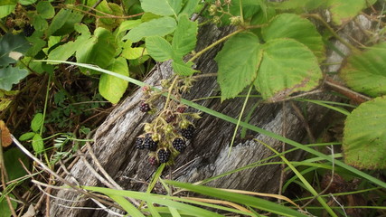  blackberry