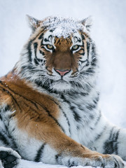 Amur tiger