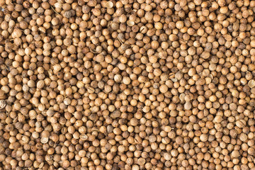 coriander seed spice as a background, natural seasoning texture