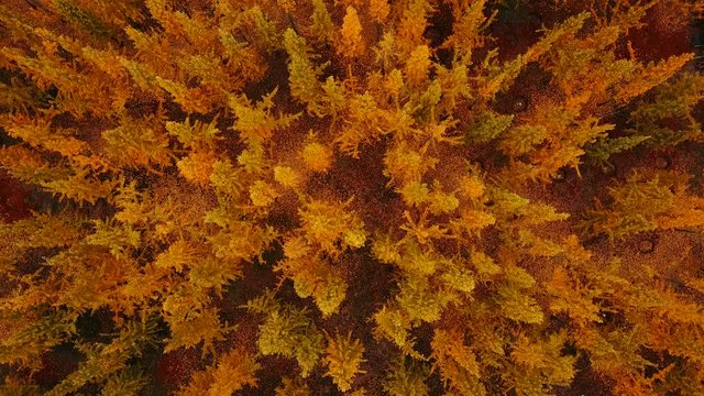Autumn, yellow ginkgo trees. Aerial video video
Mount Lu scenic area in Jiangxi, China