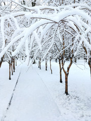 footpath in winter park among trees covered with fresh snow
