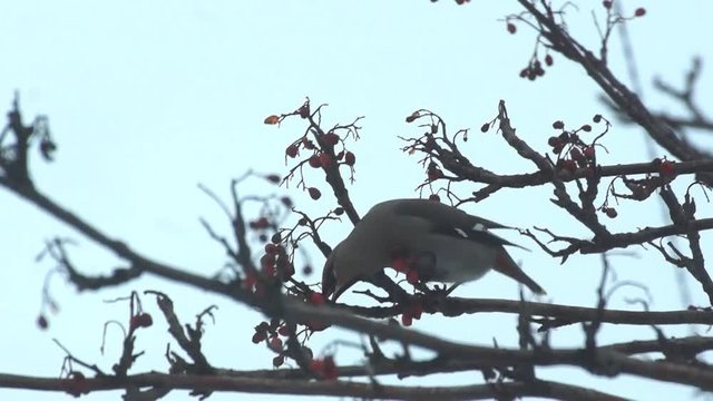 Waxwing bird eats berries of mountain ash on the tree