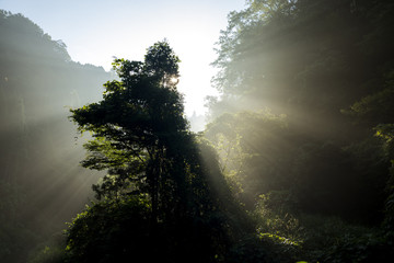 霧に映る朝陽の光線と木