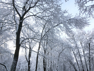 Fototapeta na wymiar bare beech trees covered by first snow against clear blue winter sky