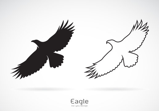 Vector of the eagle is spreading its wings. on white background, Wild Animals. Bird.
