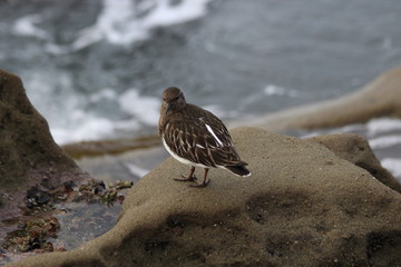 Brown bird