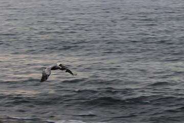 Flying Pelican