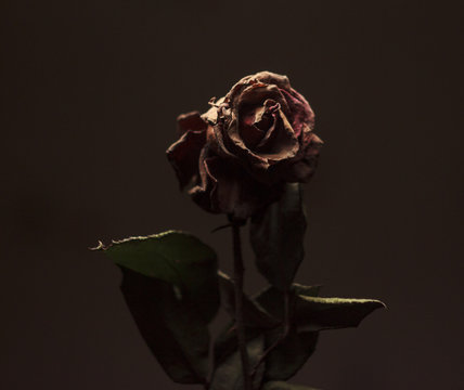 withered rose flower