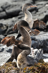 Three s-shaped birds in a row