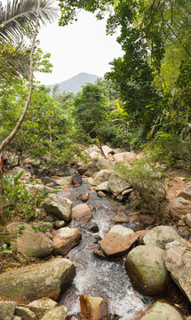 Vertical panoramic landscape with a tropical forest and a mountain stream in the park Ya Nuo Da in China
