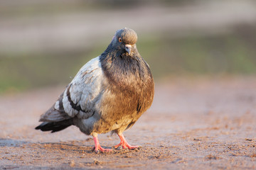 dove on the ground close up