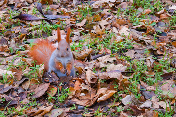 Naklejka premium The red squirrel stands on its paws and eats sunflower seeds.