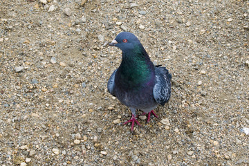 The dove sits on the ground.