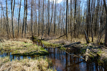 tree trunk textures in natural environment