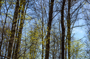 Obraz premium tree trunk textures in natural environment