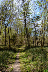 empty road in country forest