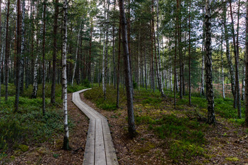 boardwalk in swamp hiking trail