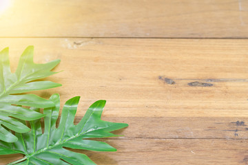 Green leaf on wooden background with copy space for text