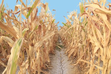 Rows of corn stalks under blue skies.