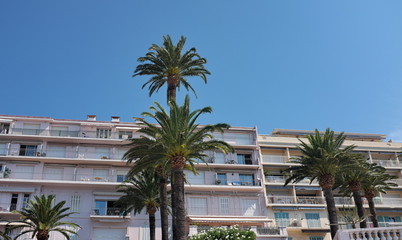 Fototapeta na wymiar Palmier devant un immeuble de vacances à la mer.