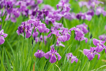 Fototapeta premium 雨に濡れた菖蒲の花